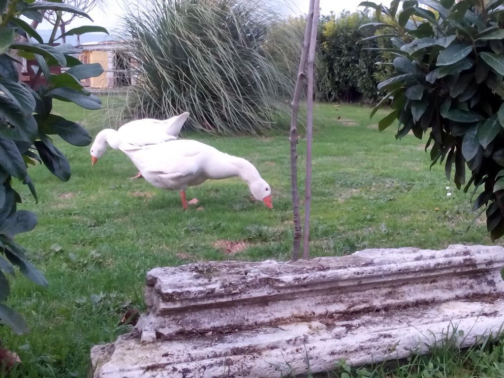 La Vecchia Stalla B&B Narni Kültér fotó